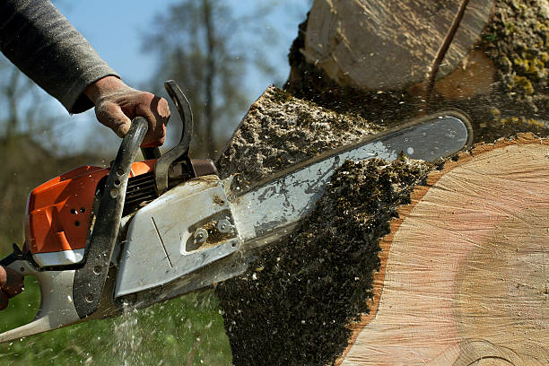 Residential Tree Removal in Arcola, VA